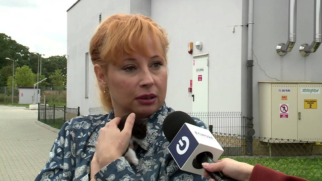 Psy czekają na nowych właścicieli