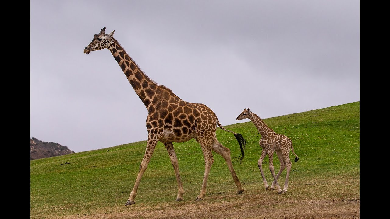 Giraffe Calf Keeping Up with Mom