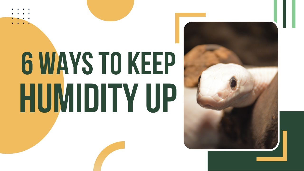 6 Ways To Keep Ball Pythons Humidity Up
