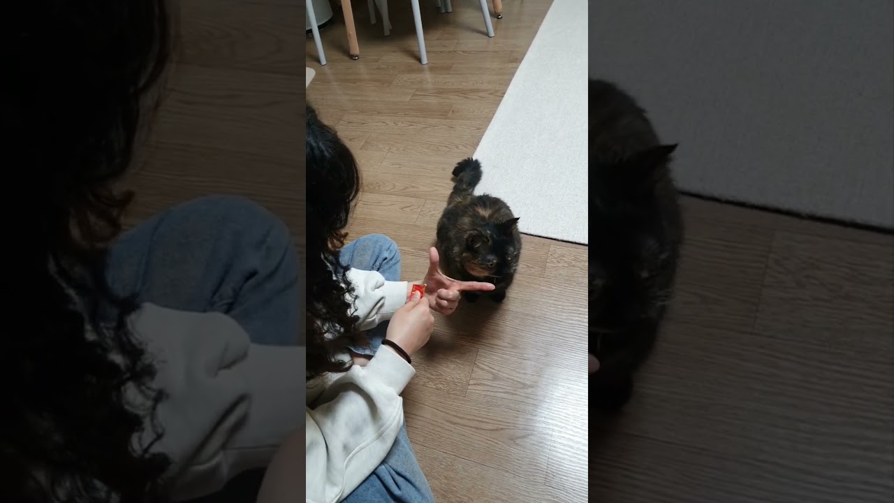 개인기하는 고양이 