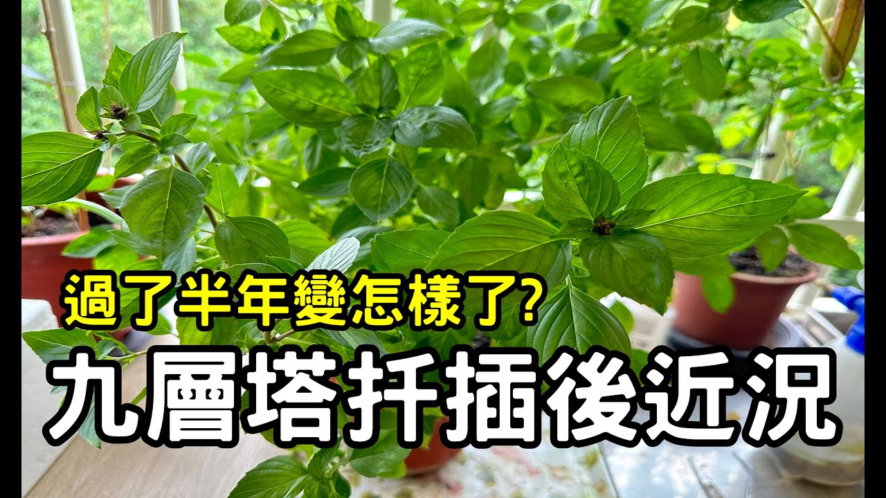 九層塔扦插後近況｜ 過了半年變怎麼樣了？ Basil