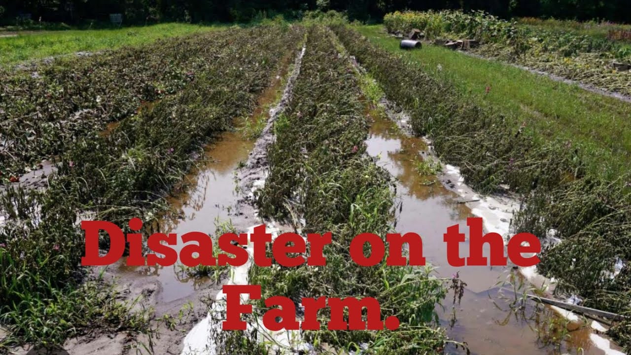 I am in tears. Everything gone. Farming in Liberia west Africa
