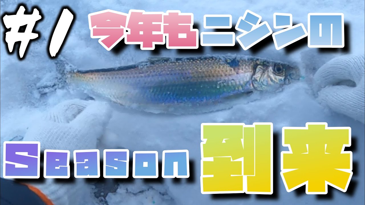 【ニシン釣り＃１】ニシン到来！！今年のニシンはデカくて味も良い♪ジグサビキ，投げサビキでニシン釣り
