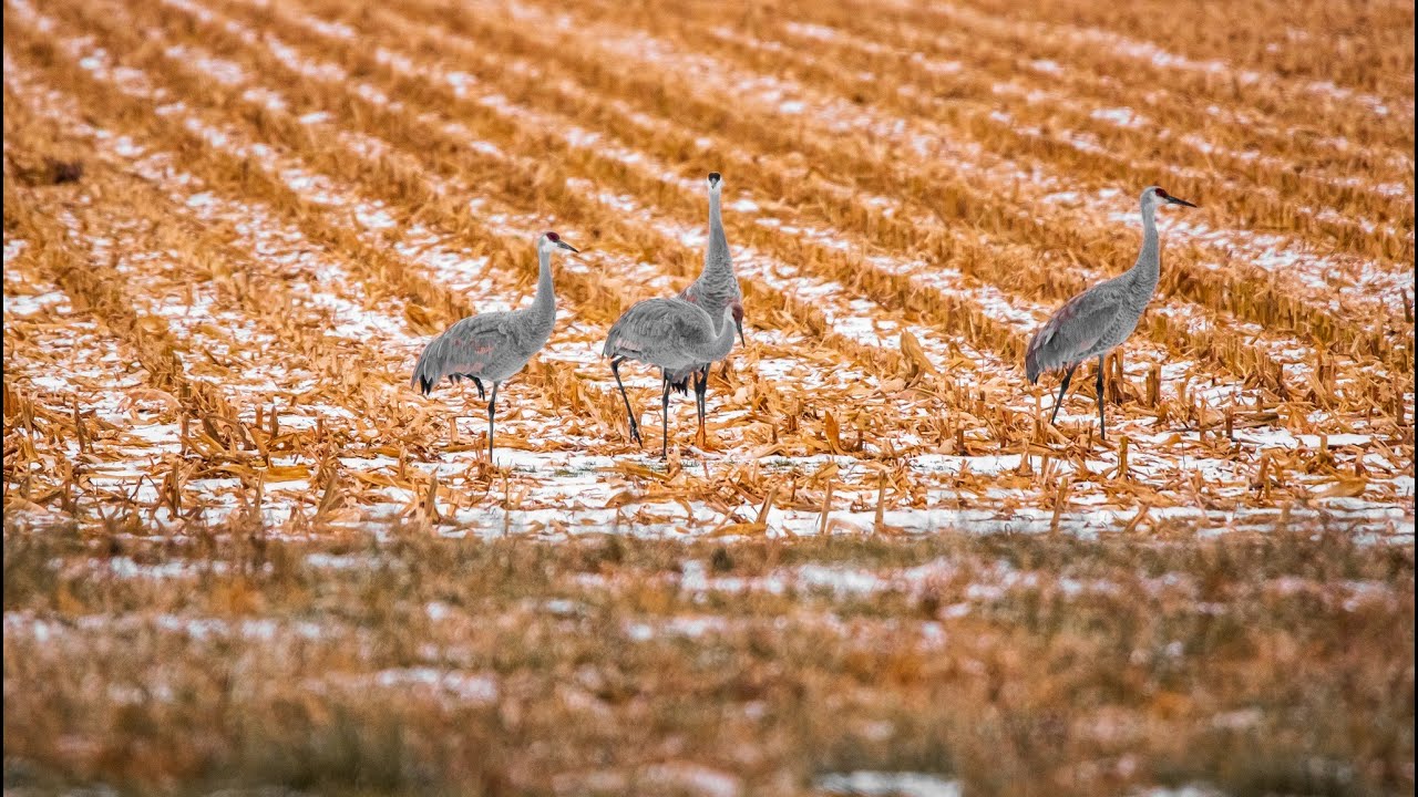 Snow Buntings and Sandhill Cranes