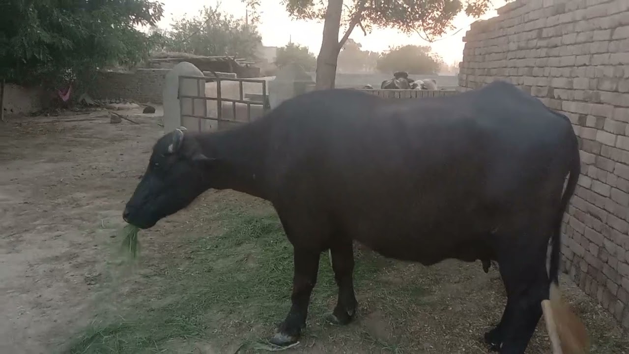 پنڈ دے سادا لوگ زندگی گاؤں دی