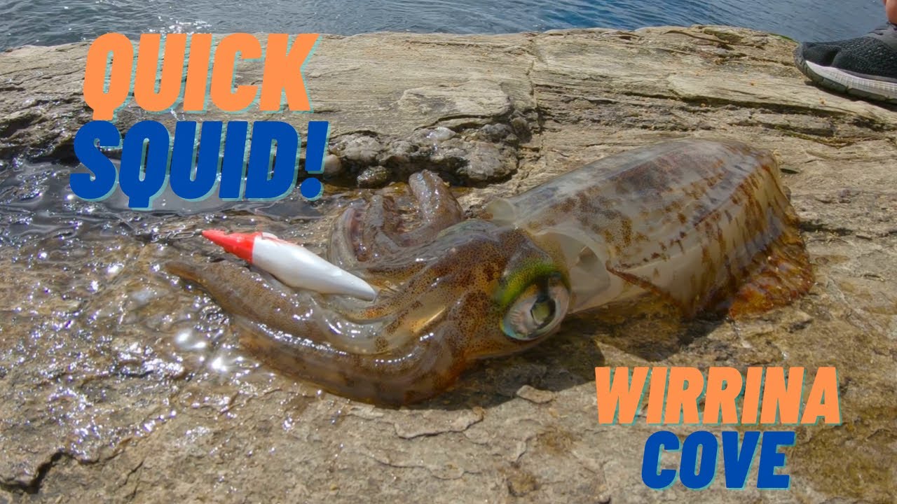 Wirrina Cove Squid | Quick Session | Fishing South Australia