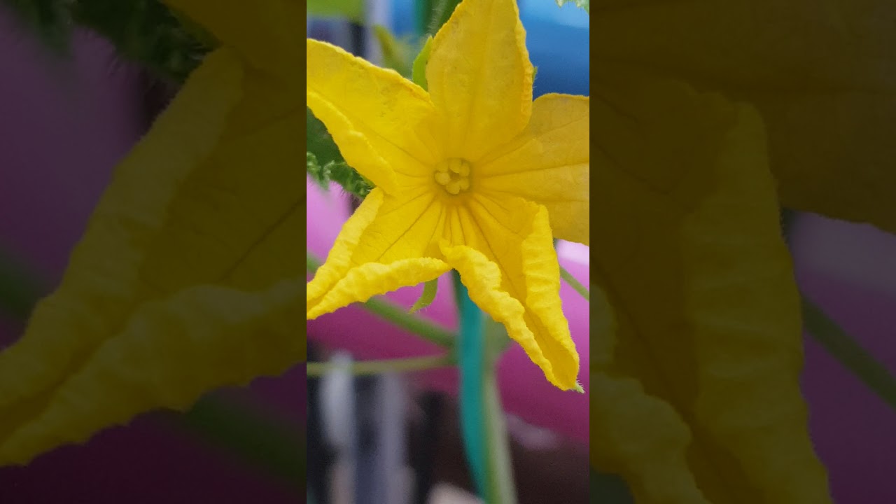 الفرق بين الزهرة المذكرة والمؤنثة في الخيار