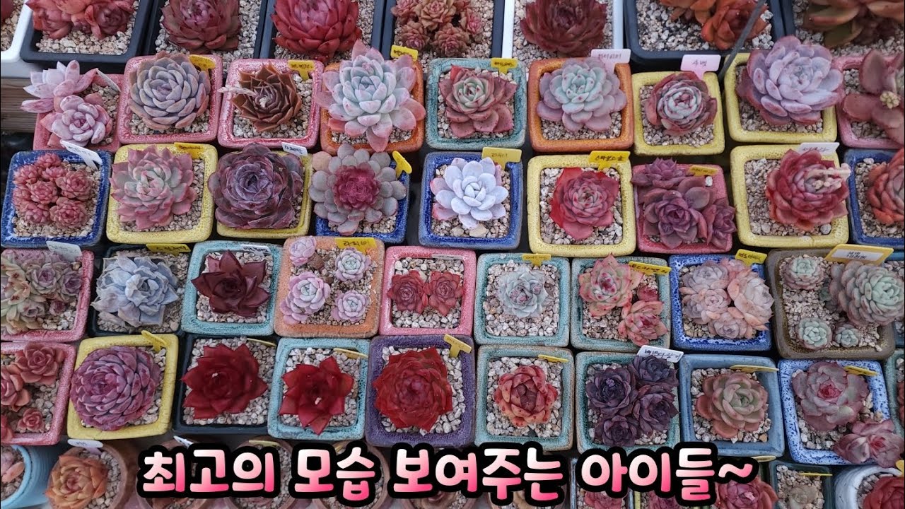 최고의 모습 보여주는 아이들~누구라 할것 없이 그냥~다 예쁘다요🥰