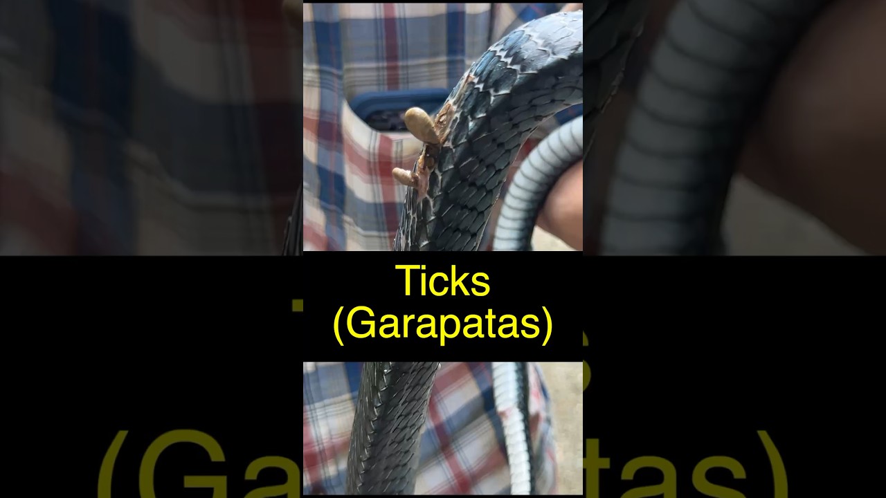 When a Snake Has Ticks ....