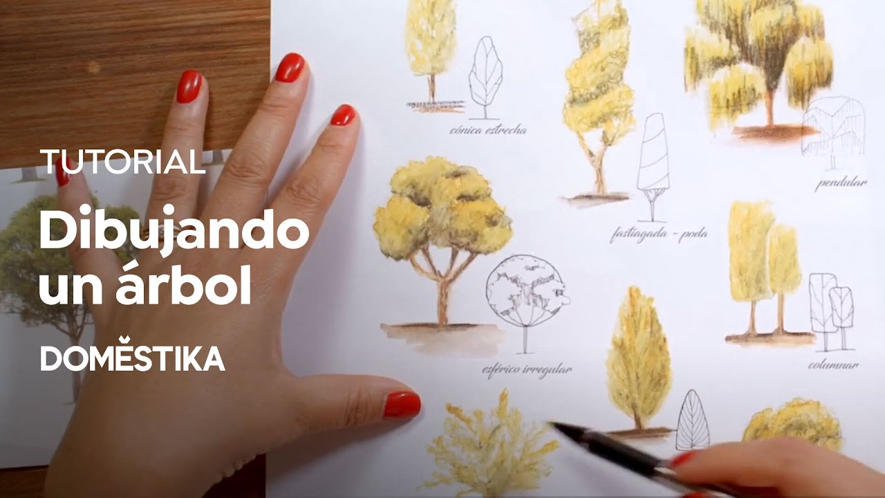 TUTORIAL Ilustración Botánica | Cómo Dibujar un Árbol | Paulina Maciel | Domestika
