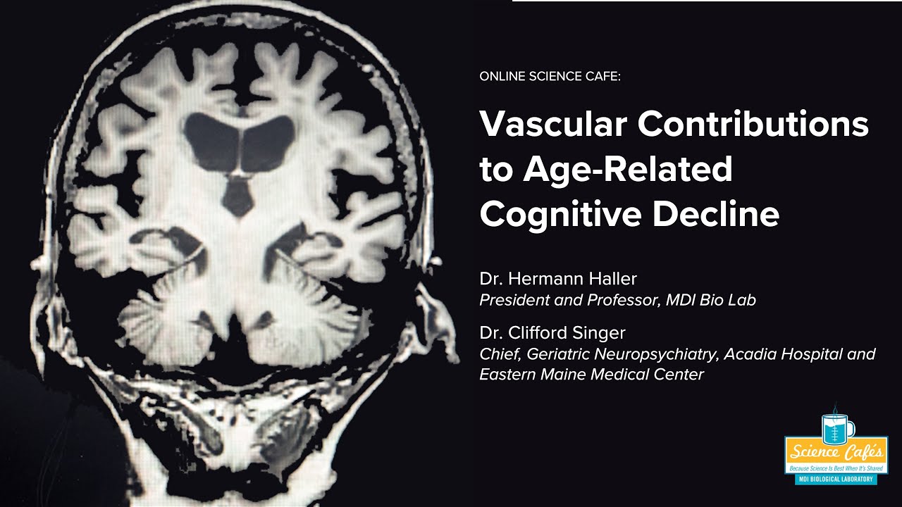 Jan 12, 2026 MDI Science Cafe: Vascular Contributions to Age-Related Cognitive Decline