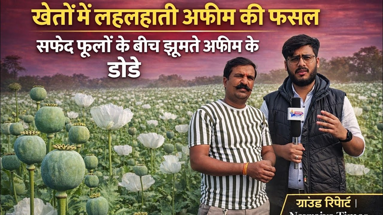 मंदसौर–नीमच में लहलहाई अफ़ीम की फ़सल | खेतों में तैयार हुए डोडे, नसेड़ी तोतों से किसान परेशान।