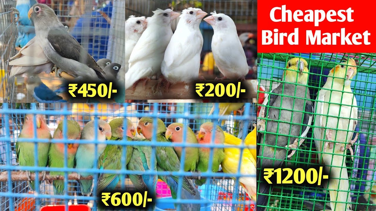 India Biggest Birds Market | Cheapest Bird Market | Kolkata Birds Market | Galiff Street Bird Market