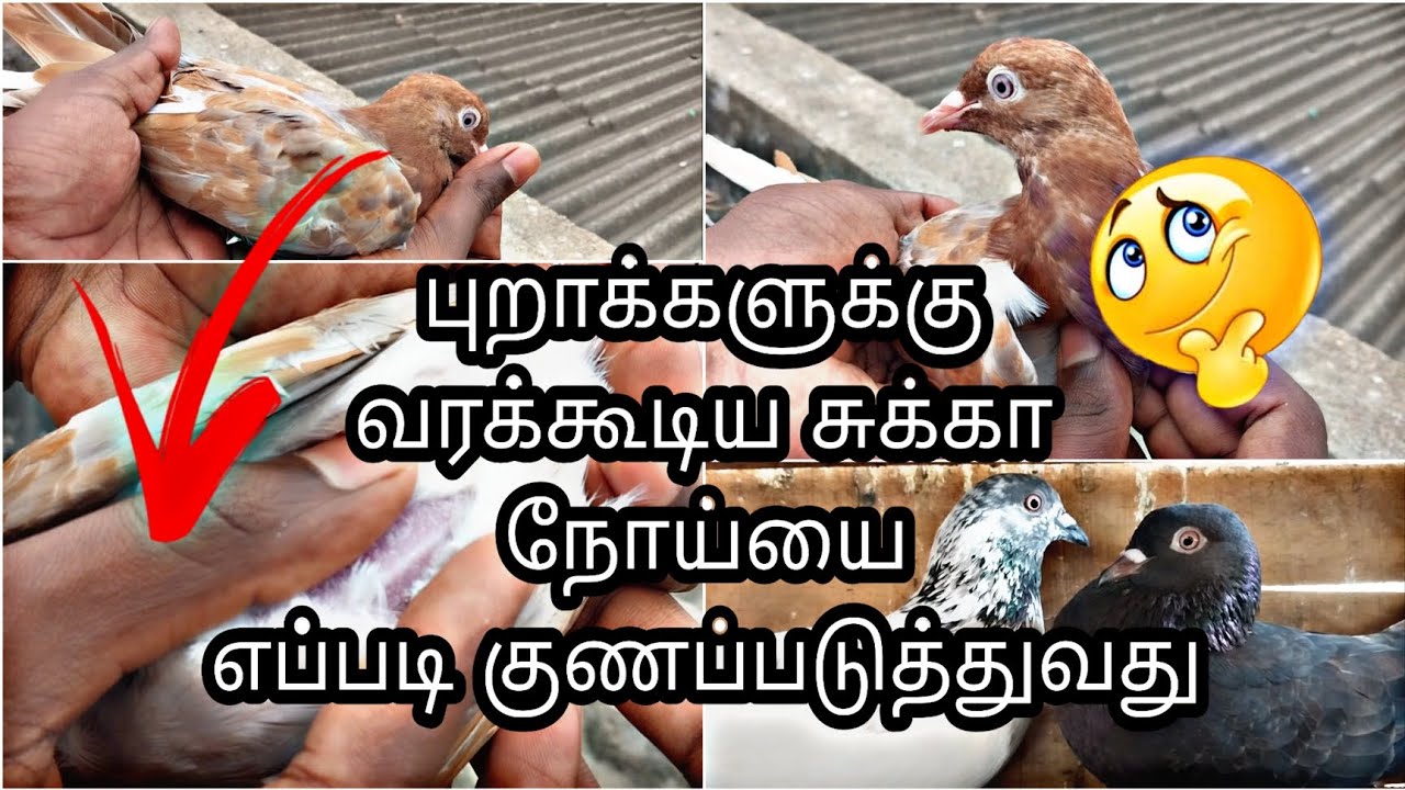 சுக்கா (or) எலும்புருக்கி நோய் / குணப்படுத்துவது எப்படி? / புறா வளர்ப்பு / #pigeons #pets #birds