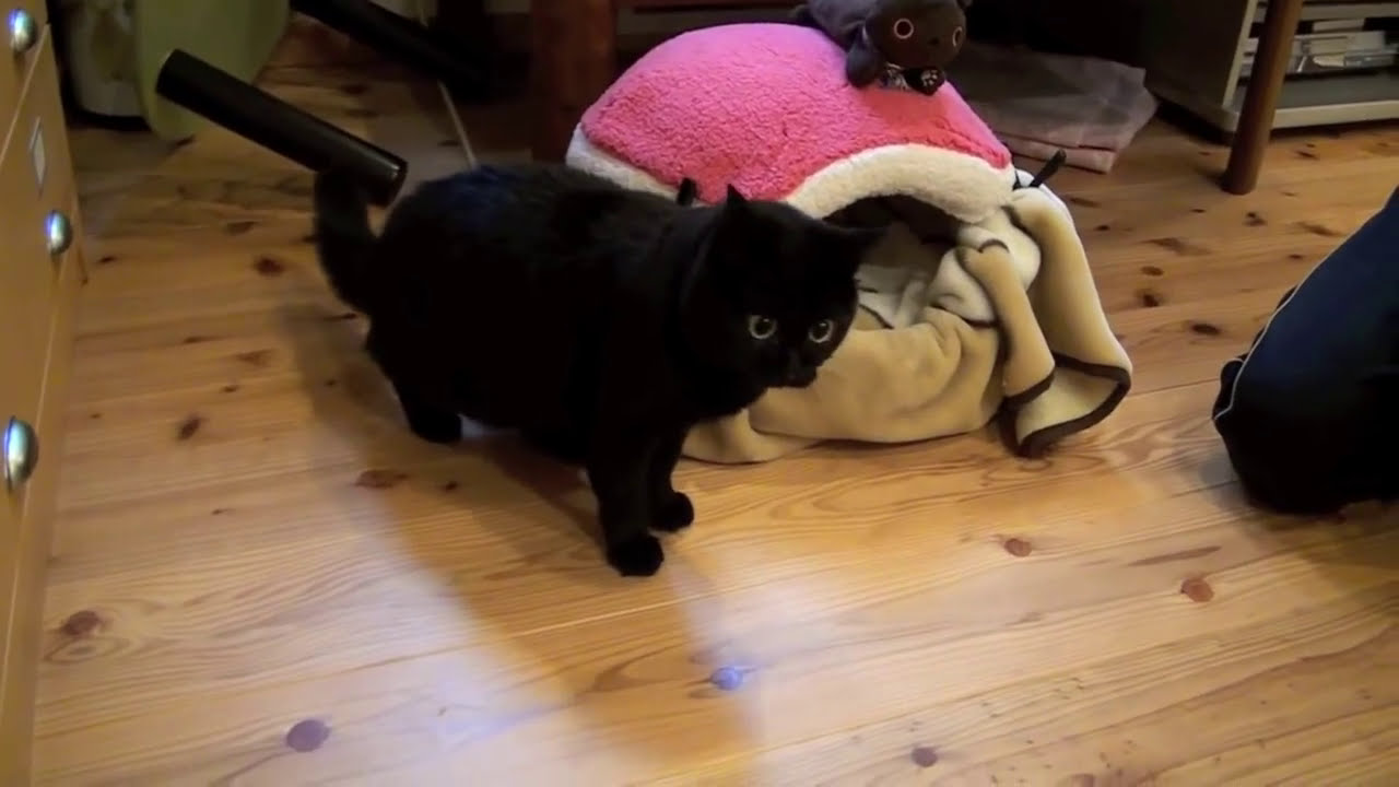 猫の発作　一部始終　左脳欠損による発作