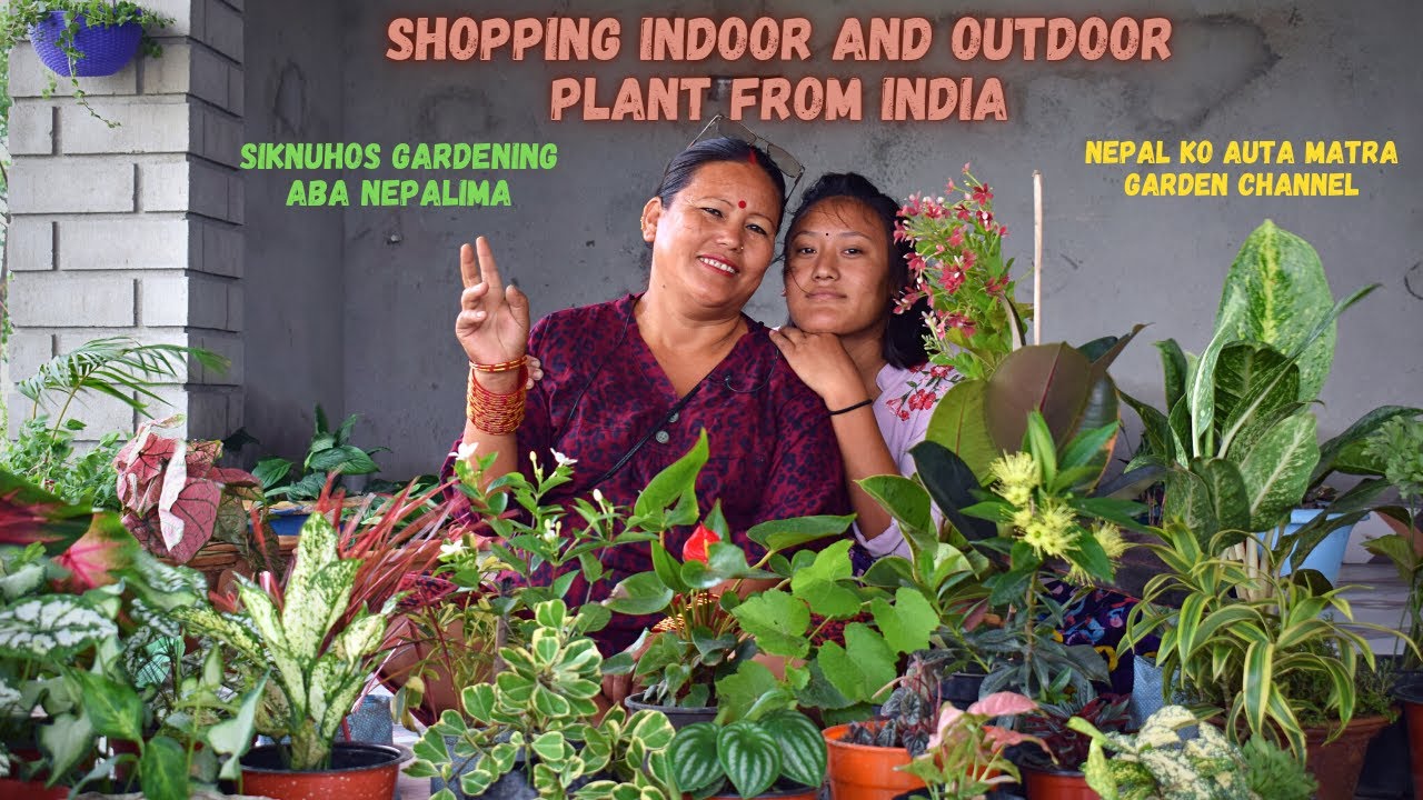 Indoor ra Outdoor Plant Shopping India Gaira I Pabitra Garden