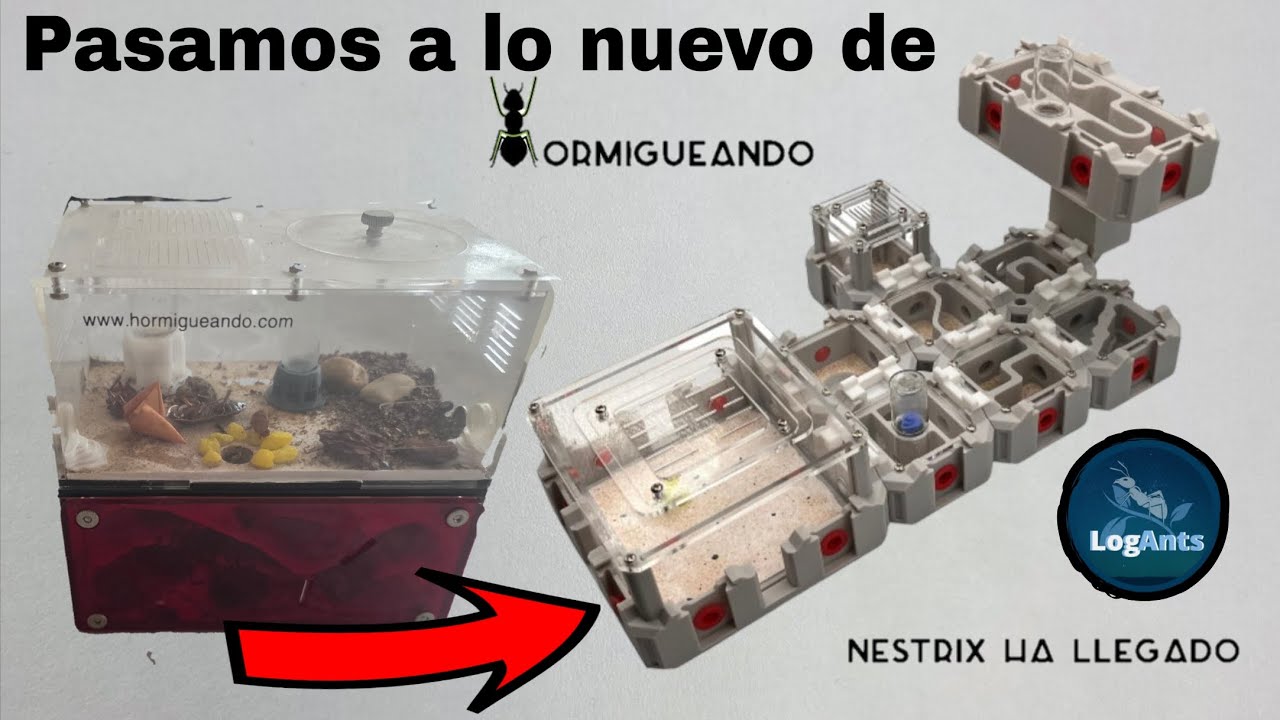 Mudamos las camponotus discolor de magnetic calefactado a los nuevos nestrix de @hormigueando9287 