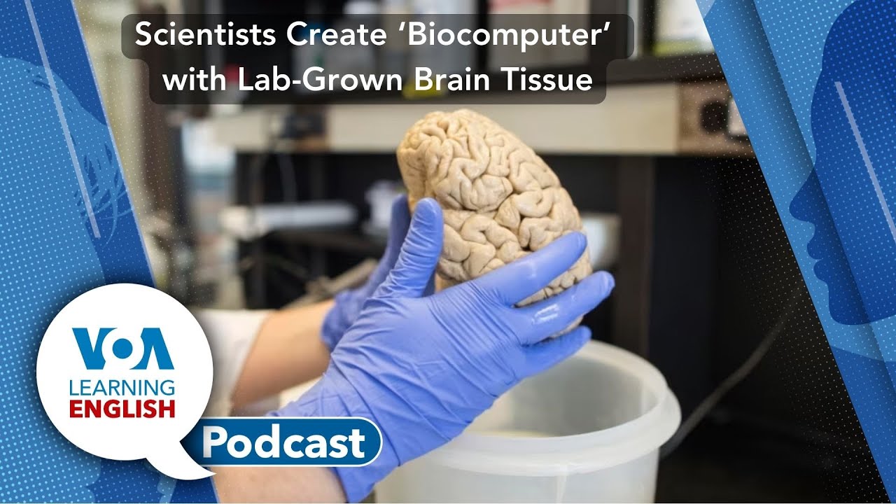 Learning English Podcast - Climate Meetings, Brain Biocomputer