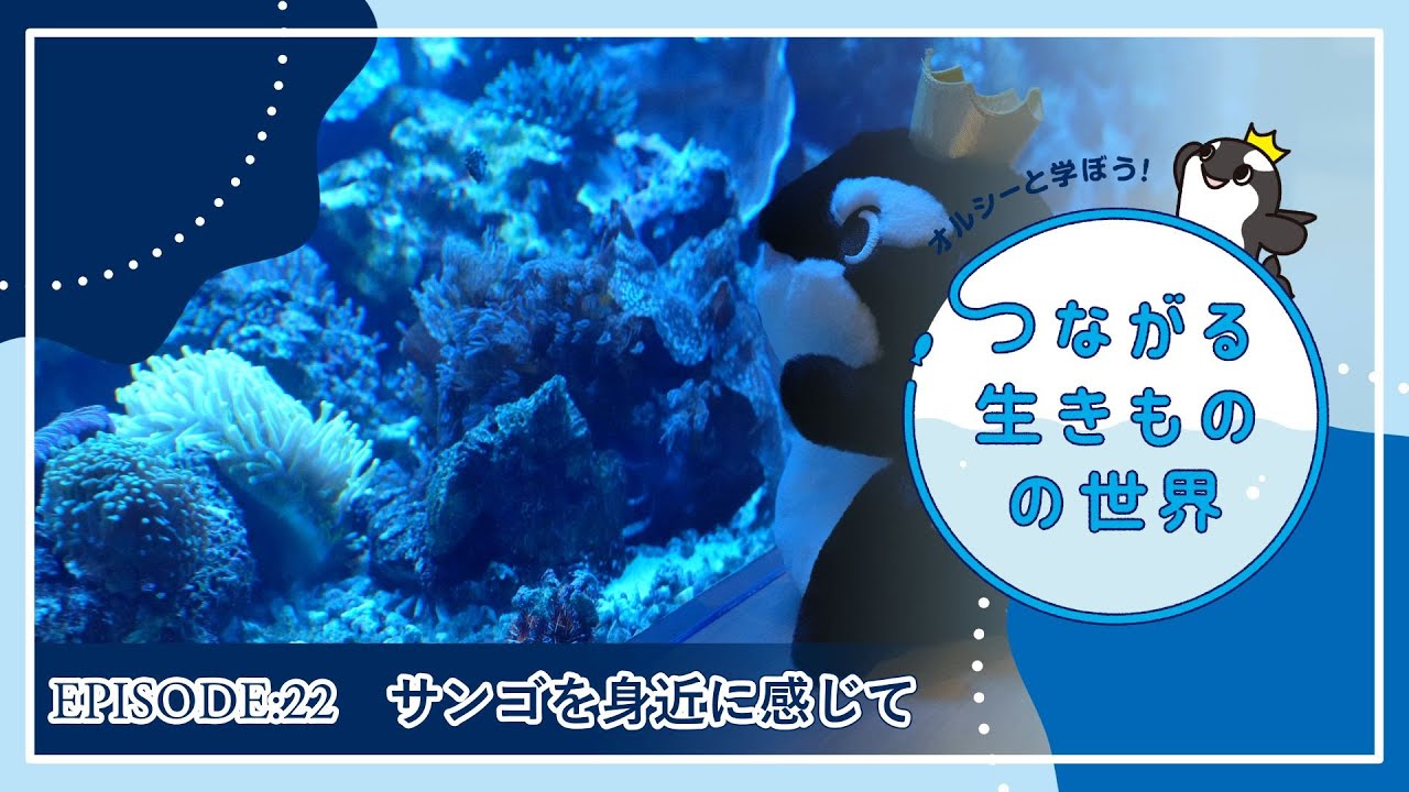 【第22回】サンゴを身近に感じて【オルシーと学ぼう！つながる生きものの世界】