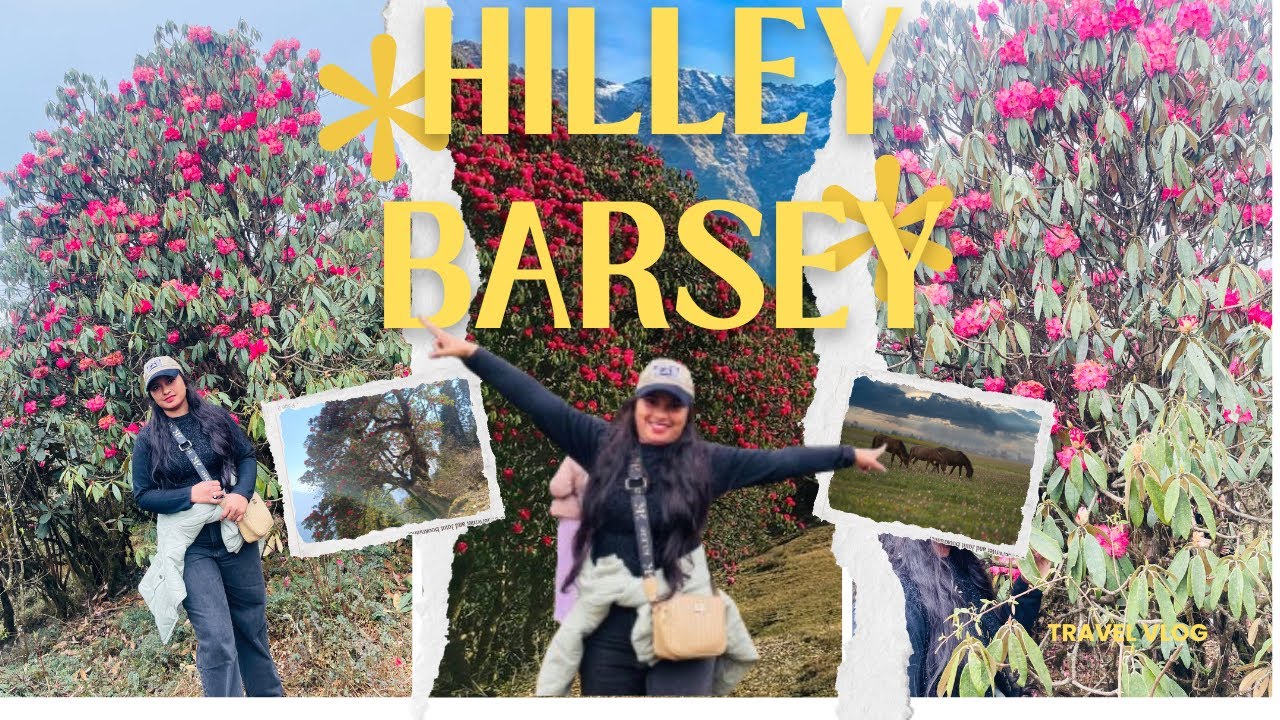 Hilley varsey trek | Hilley varsey Sikkim | Hidden rhododendron sanctuary trek |  Short trek Sikkim 