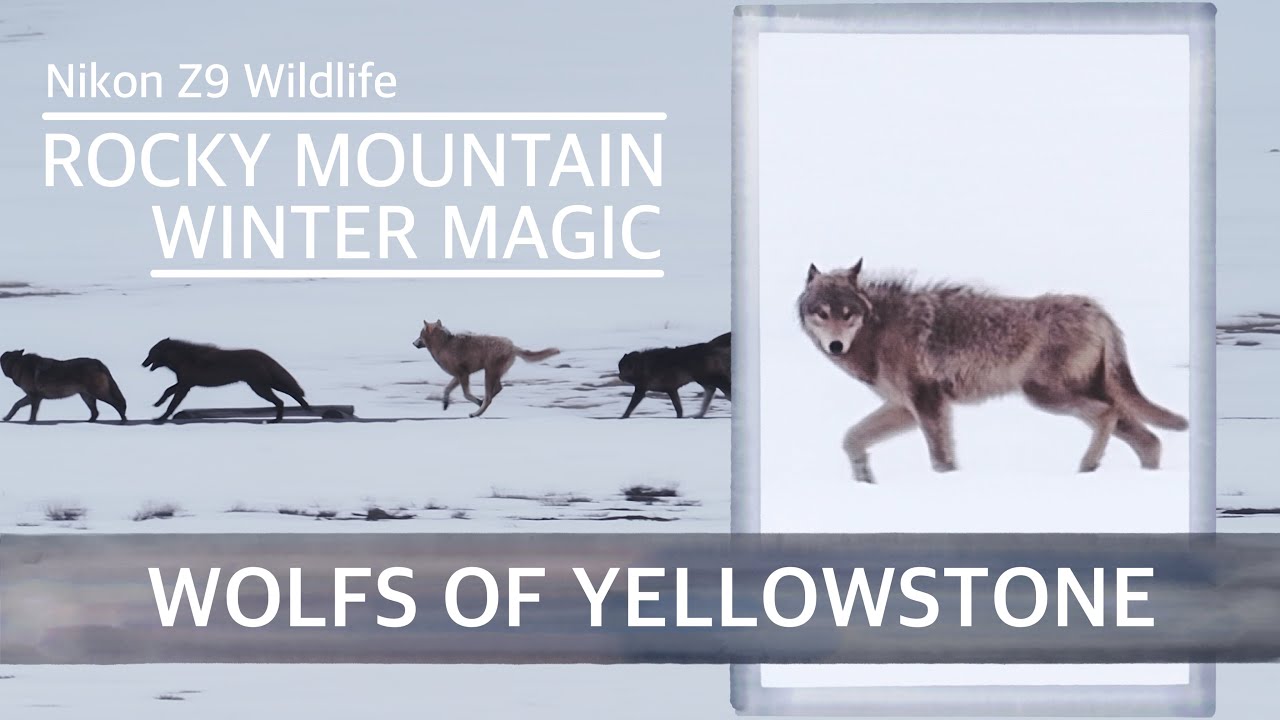 The Wapiti Wolf Pack of West Yellowstone | Yellowstone Winter Wildlife Documentary
