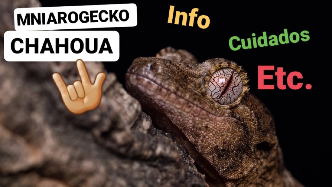 MNIAROGEKKO CHAHOUA - Cuidados, alimentación, información...