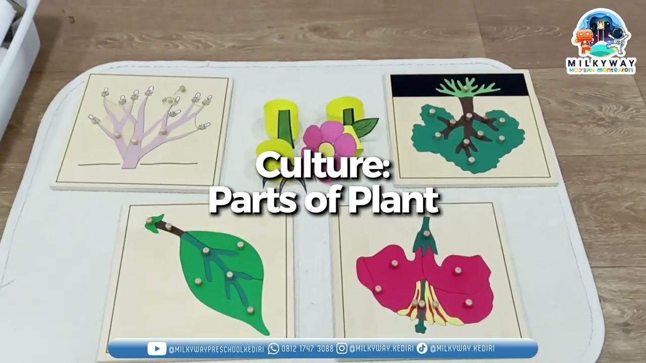 Culture: Parts of Plant | Independent Class | Milkyway Modern Montessori Kediri