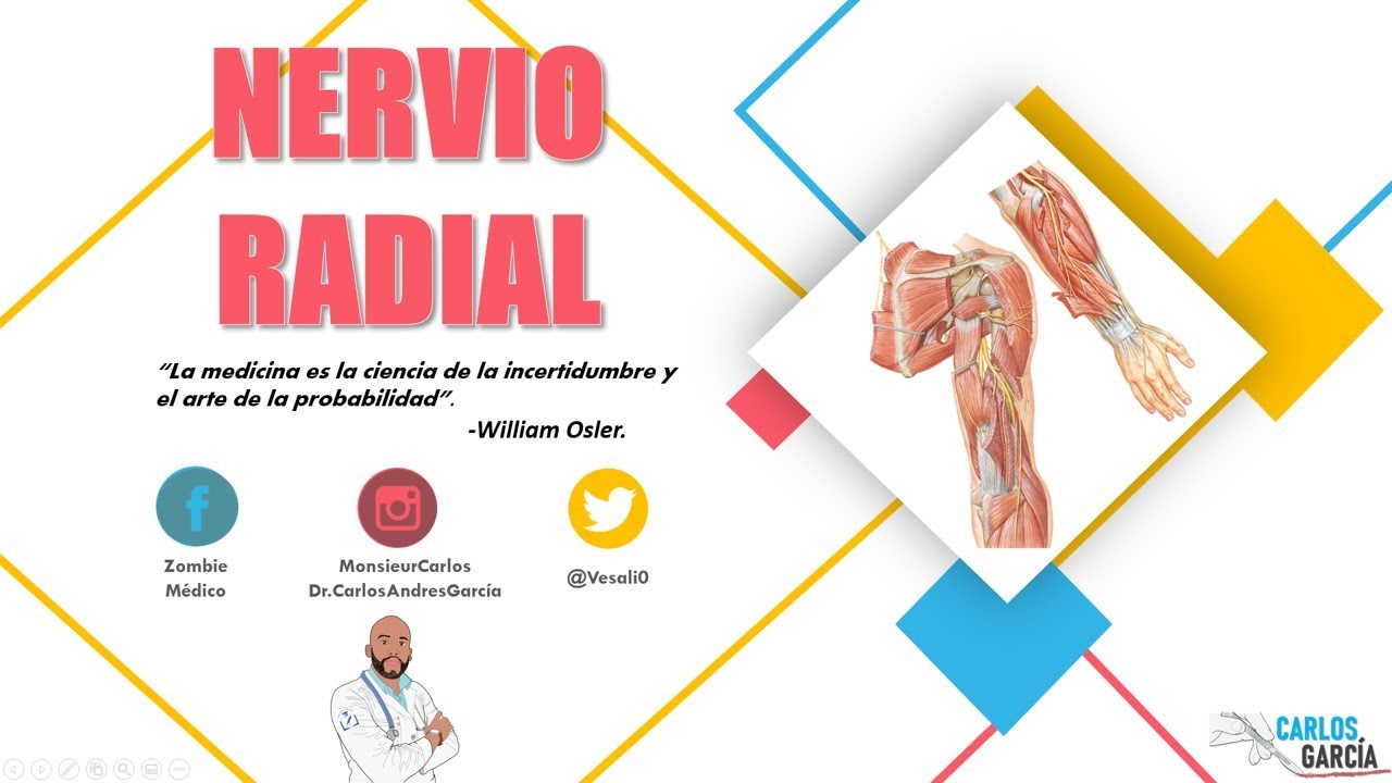 Anatomía - Nervio Radial (Trayecto, Ramos y Lesión)