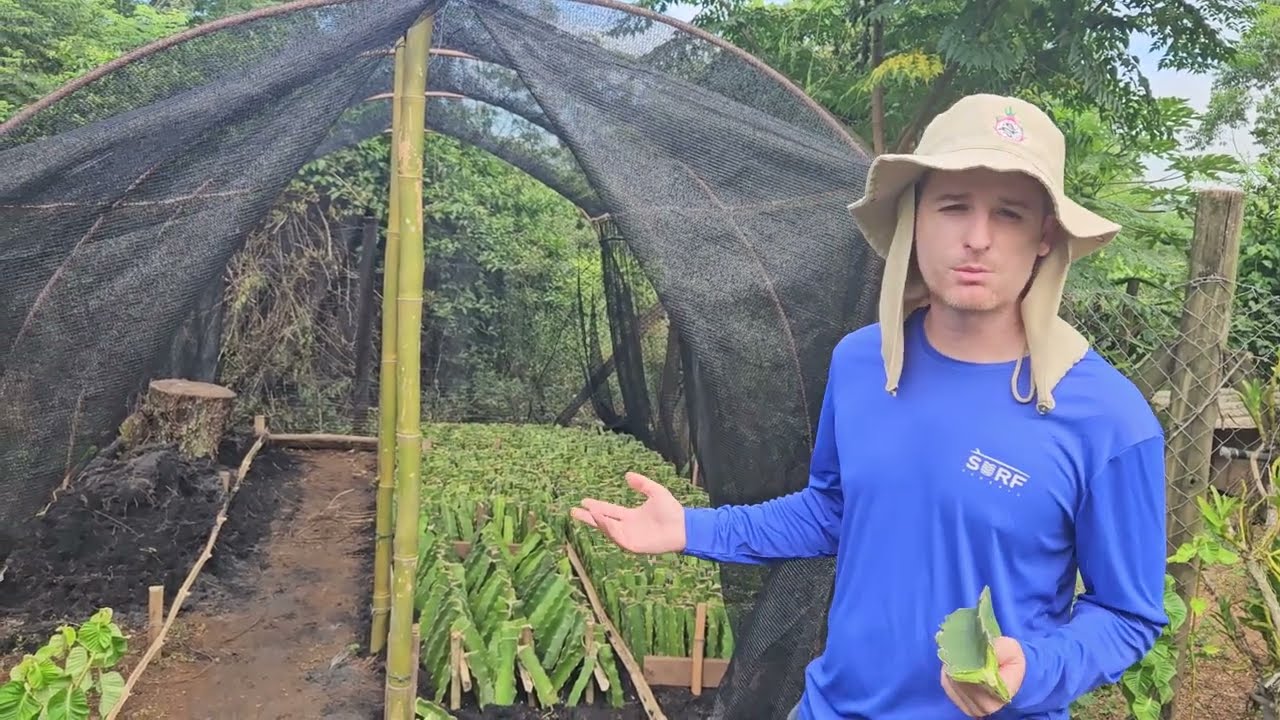 Viveiro para enraizamento de mudas de pitaya
