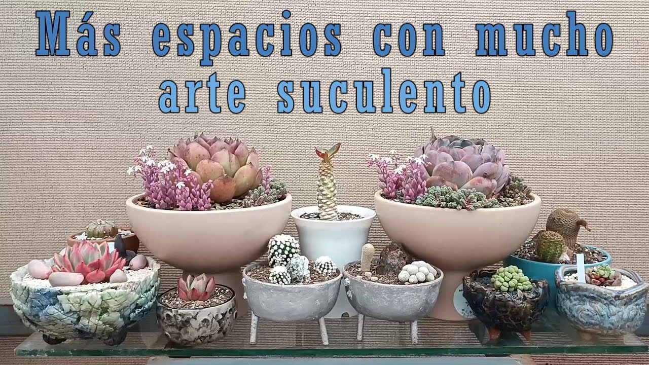 La transformación continua en Villa Lindura #espaciosconestilo #suculentas #arte
