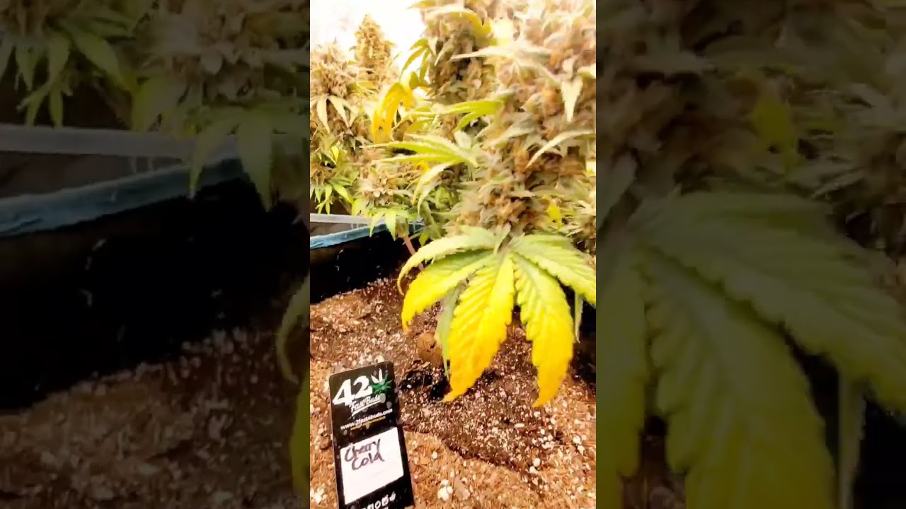 Happy Sunday! Checking in on the @MarsHydroLight 4x4 Tent with the FCE4800.  #indoorgardening