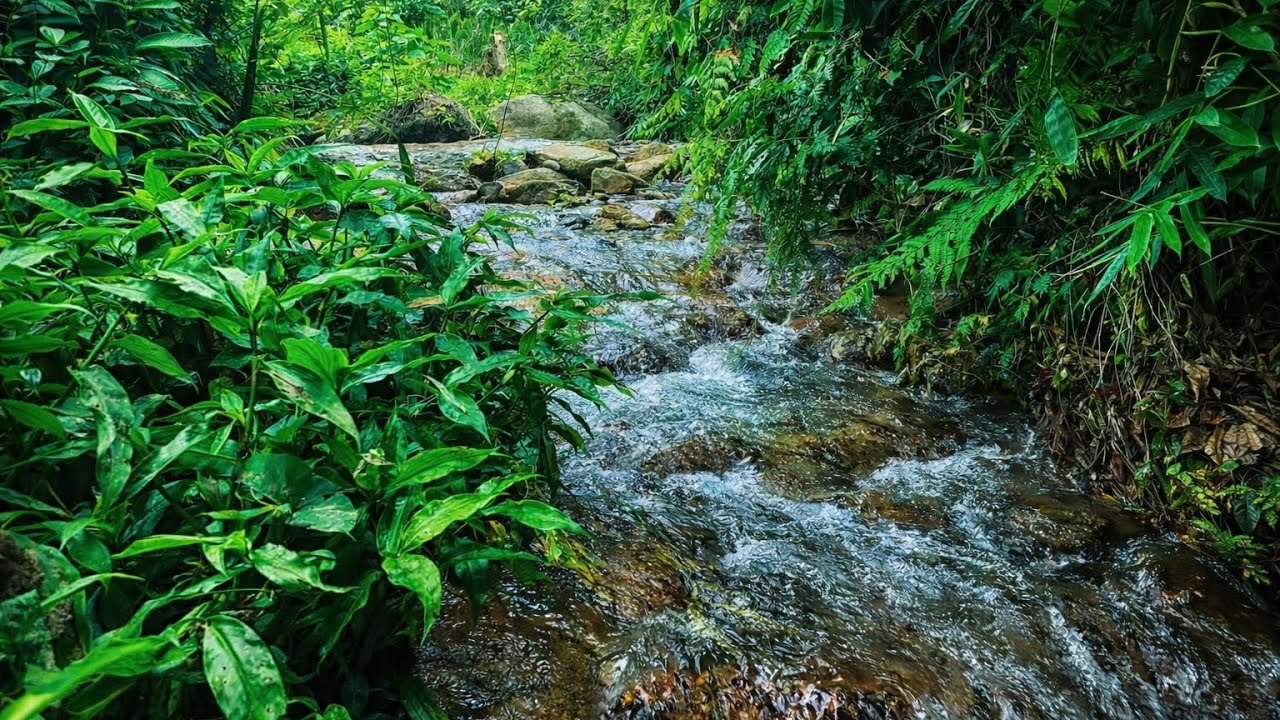 2 Hours Gentle River Sound Deep Sleep & Insomnia Relief | Relaxing Nature Water