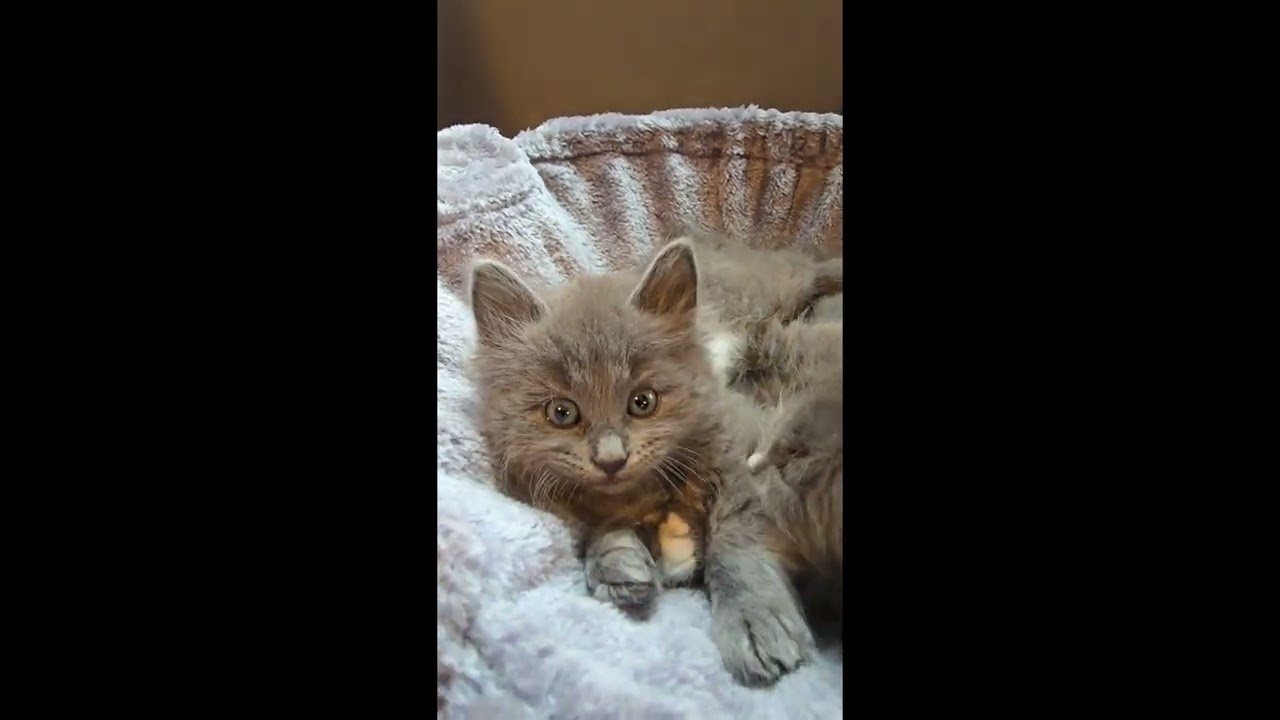 Bruno 6 weeks  - LeGrand Siberians