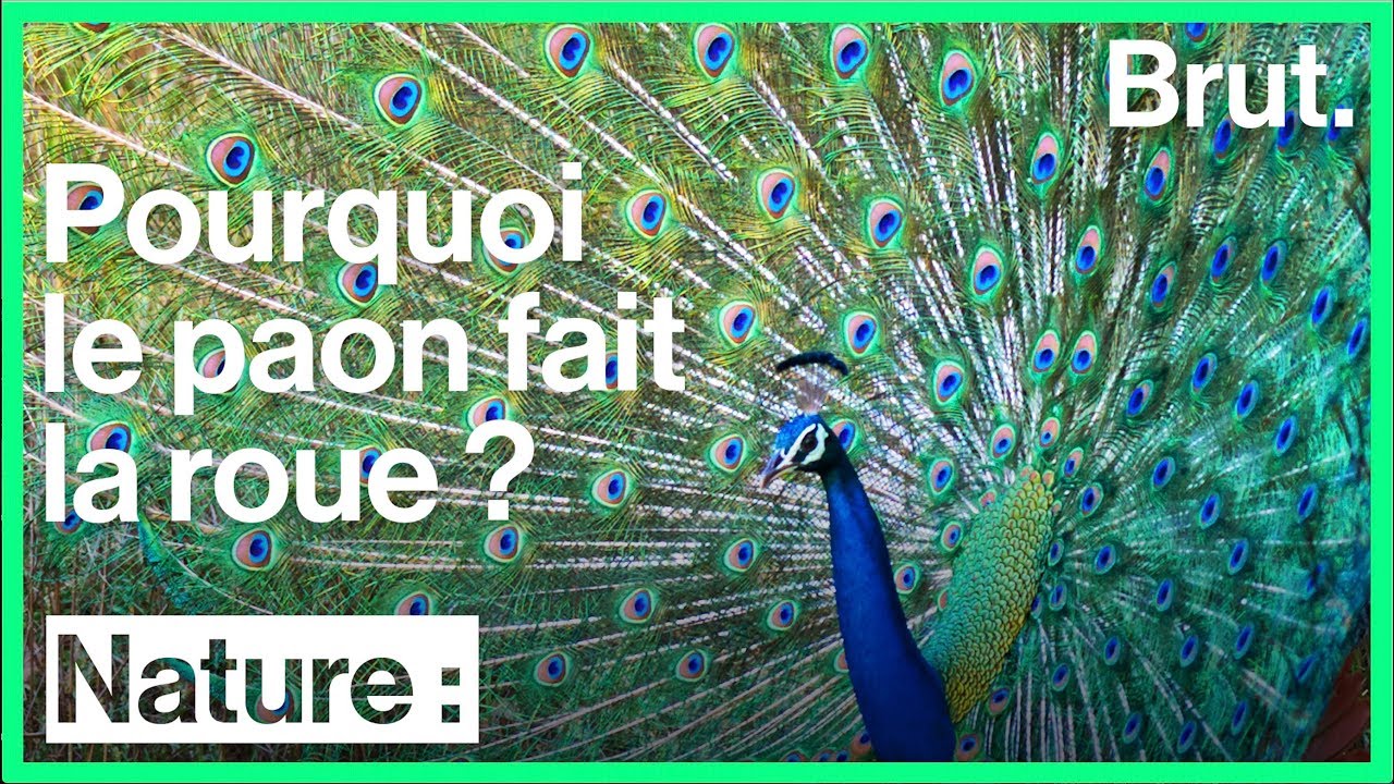 Pourquoi le paon fait la roue ?