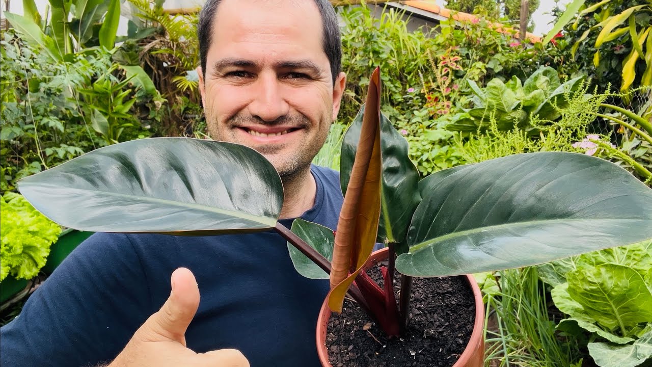 COMO PLANTAR Philodendron Rojo Congo CORRETAMENTE
