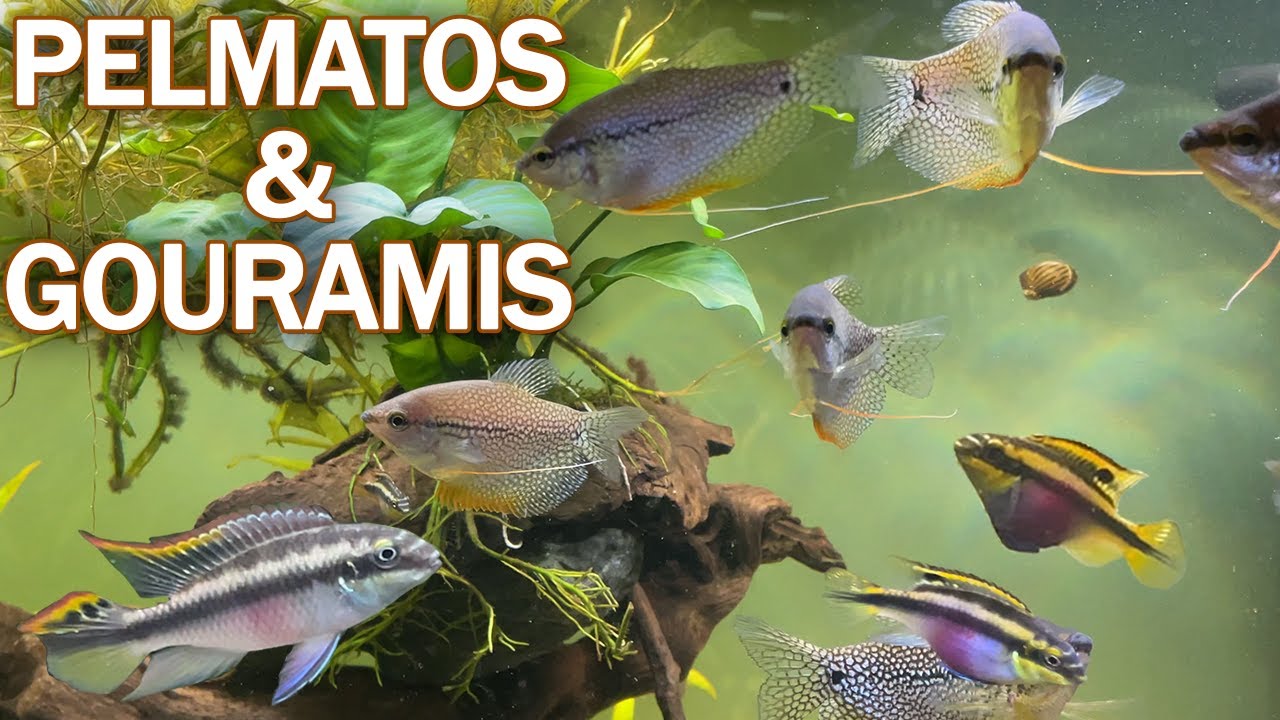 Les poissons découvrent leur nouvel aquarium ! (Juwel Rio 350L)
