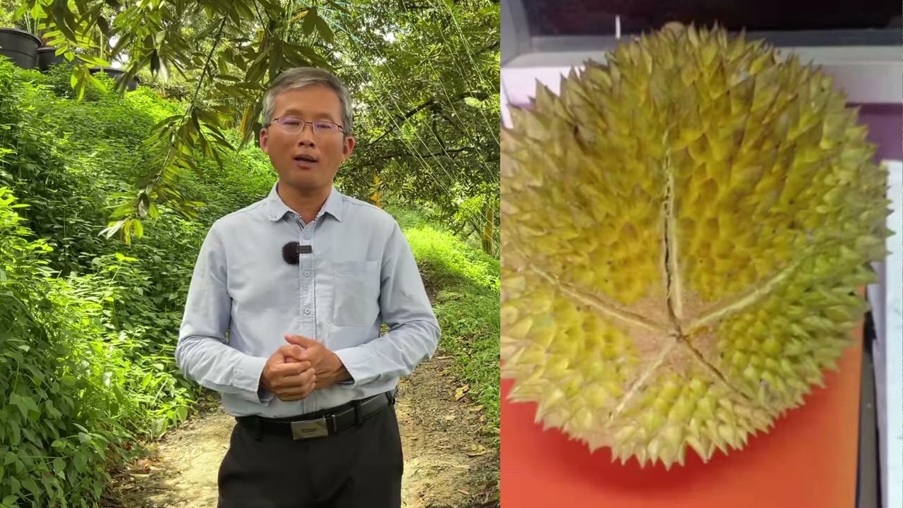 Manual Elak bunga Gugur Part 1 避免幼果掉落手册，第 1 部分Manual Prevent Fallen Flower Buds Part 1