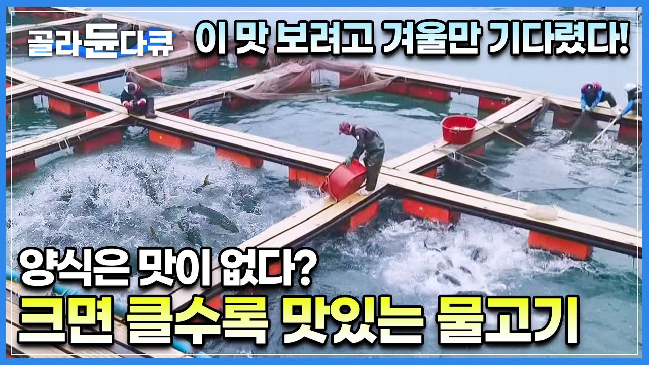 방송에서 띄워서 맛있는 생선? 제대로 알고 먹으면 진짜 맛있는 방어│제철 맞아 출하되는 5,000마리의 어마어마한 양의 방어│극한직업│#골라듄다큐