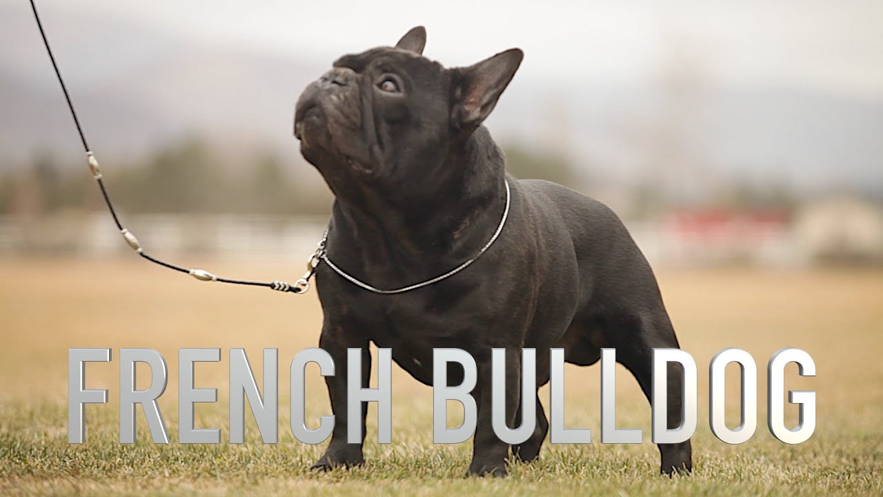 FRENCH BULLDOG: A DOG LOVER'S INTRODUCTION