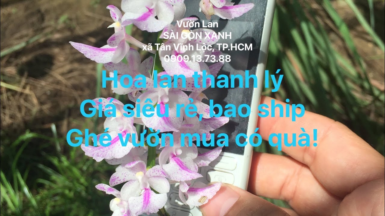 🟢 Clip số 12A1: 20/01/2026 - Thanh lý hoa lan - Siêu rẻ - Ghé vườn mua có quà, thoải mái lựa chọn.