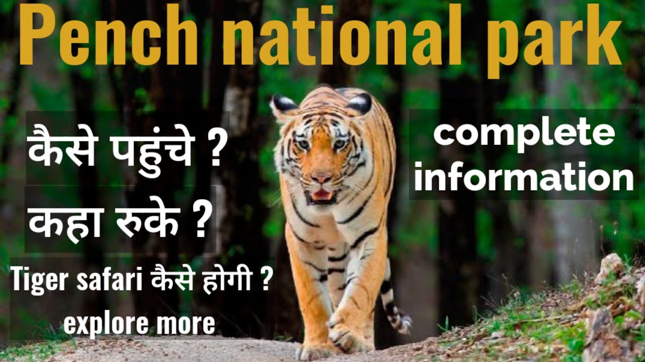 Pench tiger reserve | how to reach pench national park | tiger safari booking | places to explore