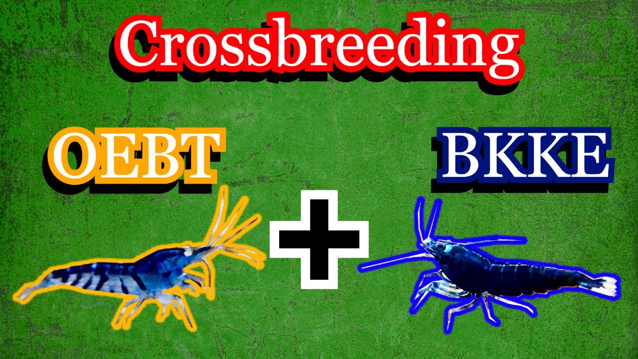 Crossbreeding Orange Eye Blue Tiger Shrimp and Black King Kong Extreme Shrimp