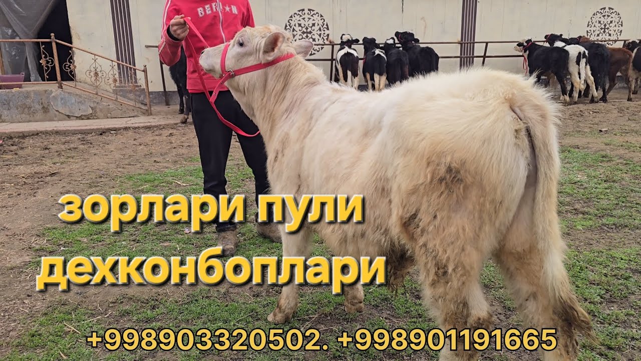 Ударлари келди тошкент вилояти АБДУЛЛОХ ДАН 