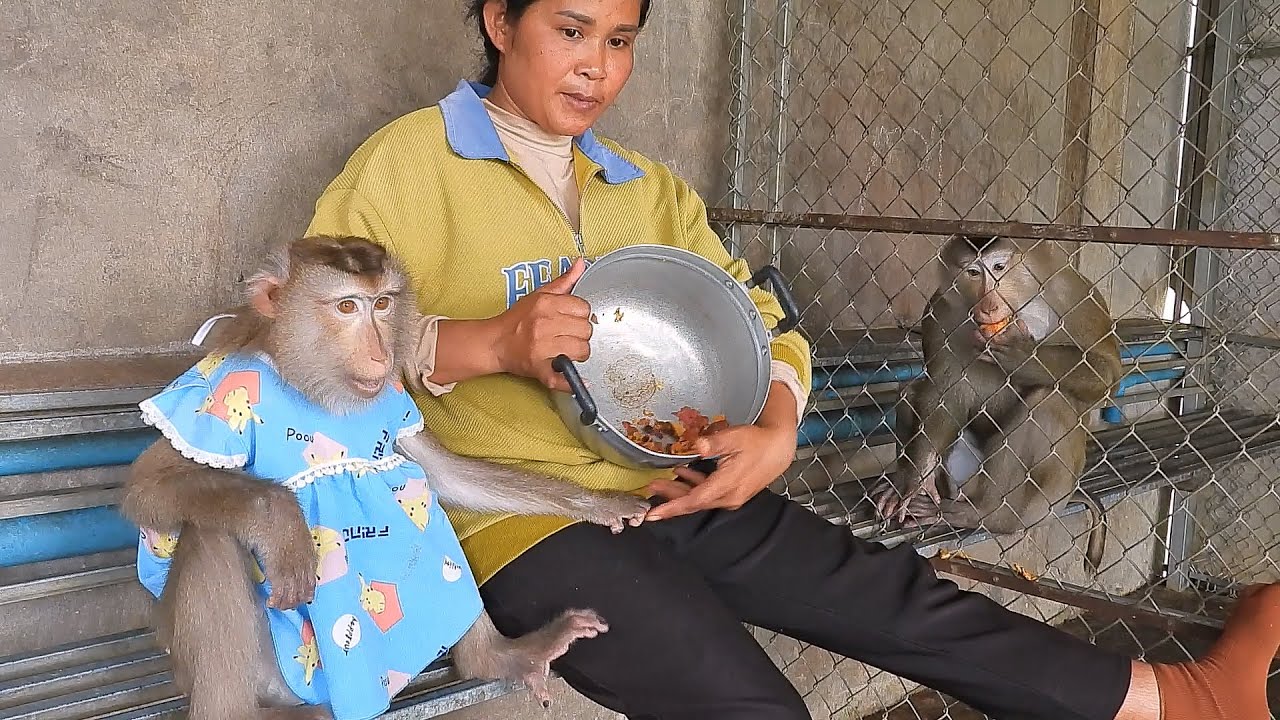 Mr. Kako With Madam Luna Eating Boiled Potato