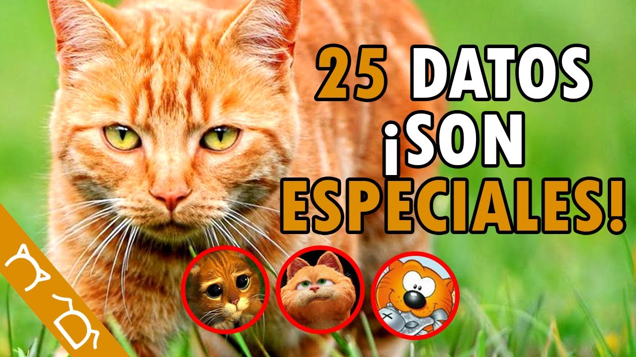TODO Sobre Los GATOS NARANJAS | 25 Secretos Y Curiosidades Que NO CONOCÍAS | SON ESPECIALES