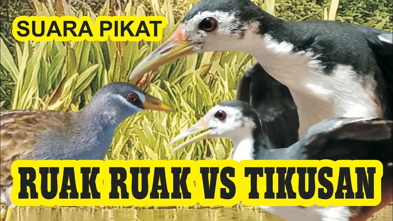 SUARA PANGGIL BURUNG RUAK RUAK VS TIKUSAN