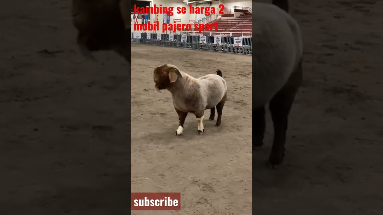 kambing boer terbesar @peternak boer official