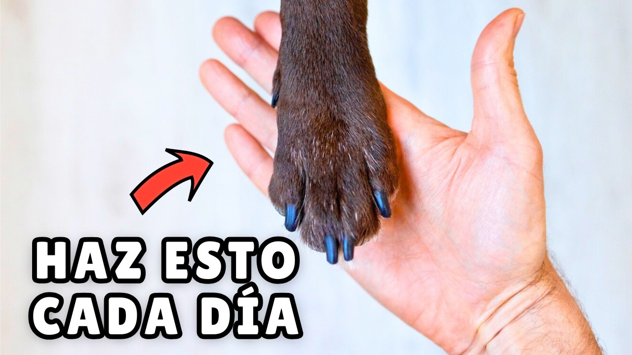 Las 50 cosas que hacen realmente FELICES a los perros 🐶