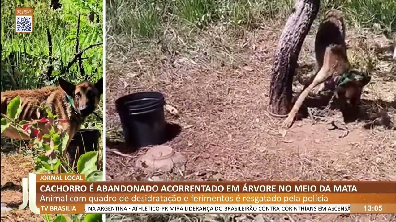 JL - Cachorro é abandonado acorrentado em árvore no meio da mata