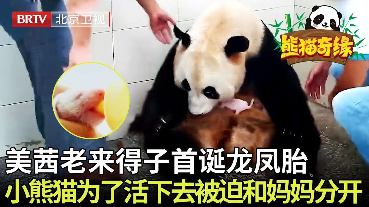 老来得子！熊猫美茜首诞龙凤胎，为了让小熊猫活下去被迫和妈妈分开，太可怜了～ 【熊猫奇缘】